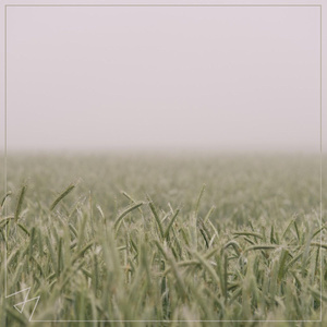 葉山さゆり无码影片
