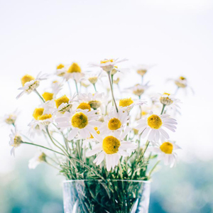 葉山さゆり无码影片
